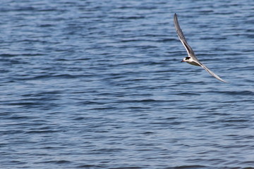 Common tern (Sterna hirundo) flying on sea water background. Wild sea bird hunting in natural habitat.