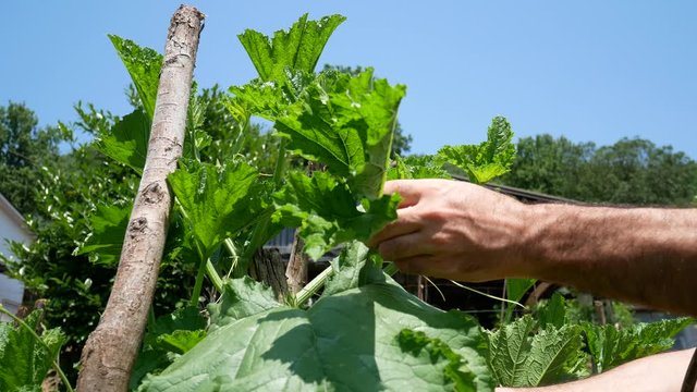 a farmer collects vegetables in the basket in the garden. the Talli are the leaves, the flowers, the shoots and the small fruits of pumpkins and courgettes (zucchini), very consumed in southern Italy