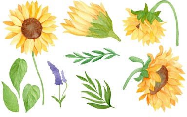 set of sunflowers and green leaves