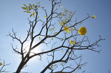 yellow flower twig tree