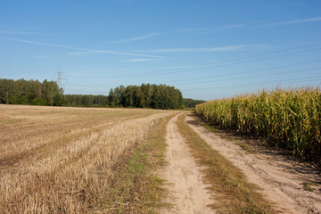 Fototapeta na wymiar Summer rural landscape with a field road dividing a corn field and a field with an already cleaned fence, against a bright blue sky.