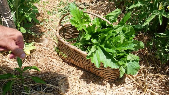 a farmer collects vegetables in the basket in the garden. the Talli are the leaves, the flowers, the shoots and the small fruits of pumpkins and courgettes (zucchini), very consumed in southern Italy