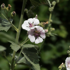 One bee from above on a blossom of a medicinal plant.