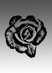 Abstract black rose isolated on gray background