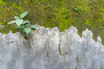 Empty very old brick wall Texture, Leaves lichen algae Moss tree at wall Cracked sesame , at temple historic archaeological site. selective focus