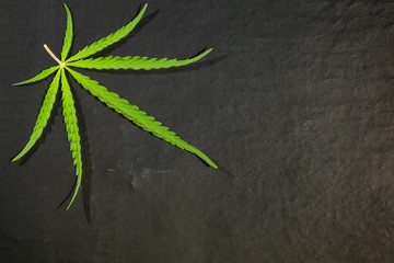 Green cannabis leaf on a dark background