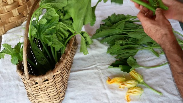 a farmer collects vegetables in the basket in the garden. the Talli are the leaves, the flowers, the shoots and the small fruits of pumpkins and courgettes (zucchini), very consumed in southern Italy