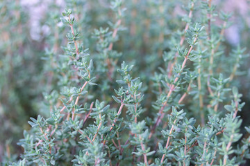 Thyme, herb spice, natural background wallpaper. Fresh thyme grows in a farm garden beautiful thin stems