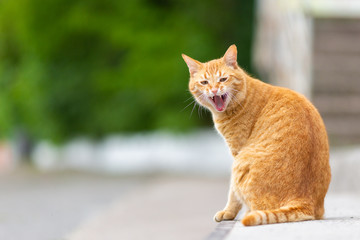 Close up portrait of ginger cat