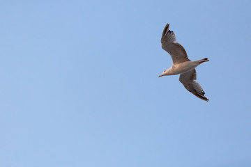 Wings of Freedom: Seagull Soaring
