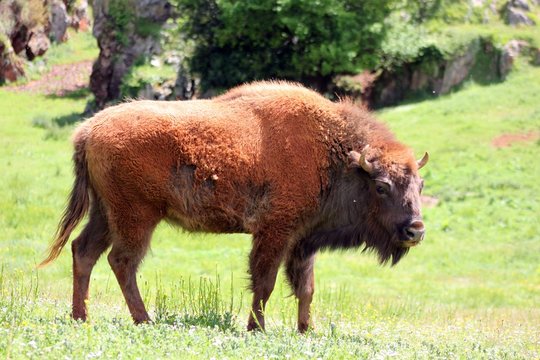 Bisonte europeo subadulto con pelaje de invierno