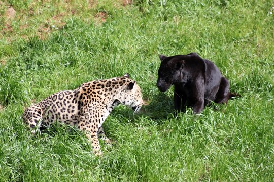 Pantera negra y jaguar observandose