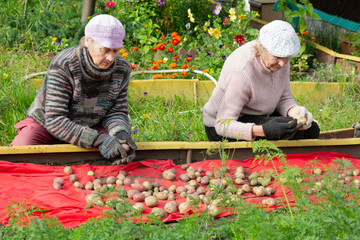 Two Russian elderly women harvest potatoes in the garden. Two seniors close friends work together in the garden. the autumn harvest.