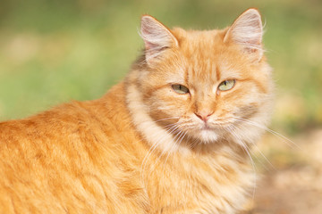 Naklejka na ściany i meble Urban Feline Charm: The Close-Up Gaze of a Big Ginger Cat