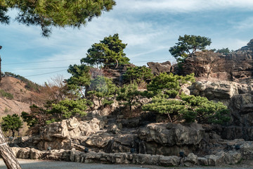 palm trees on a rock