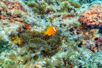 Fototapeta na wymiar Ishigaki Island Diving-Cute Anemone fish