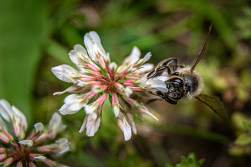 Biene an weißer Blume