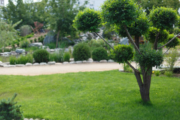 tree on green grass in japanese style garden