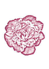 Beautiful flower on white background