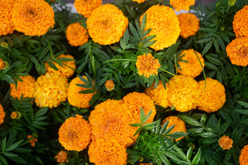 Yellow Marigold (Calendula Flowers) with dew drops in garden