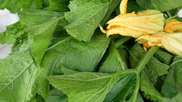 a farmer collects vegetables in the basket in the garden. the Talli are the leaves, the flowers, the shoots and the small fruits of pumpkins and courgettes (zucchini), very consumed in southern Italy