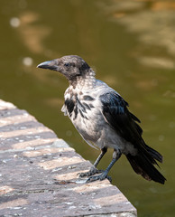 Obraz premium Hooded crow (Corvus cornix) Wildlife in natural habitat
