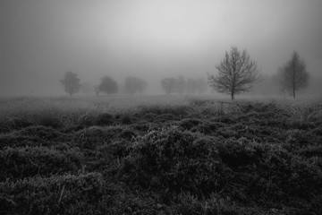 Spooky tree landscape in the fog Black and white