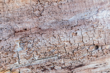 Background. Aged wood. Cut wood. Texture. Close-up.