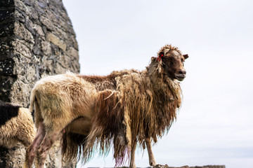 Faroese sheep proudly looking into camera. Mykines, Faroe Islands.