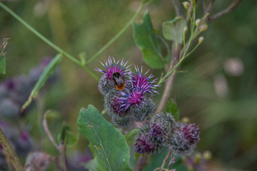 Wild Cirsium in the fall