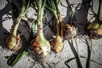 Fresh harvest of onion collected and laid out on a cement floor to dry. Shallow depth of field. Selective focus. Toned