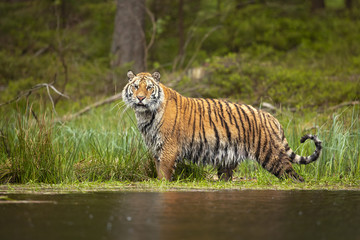 Naklejka na ściany i meble Siberian tiger is a Panthera tigris tigris population in the Russian Far East and Northeast China and possibly North Korea