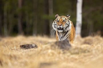 Fototapeta na wymiar Siberian tiger is a Panthera tigris tigris population in the Russian Far East and Northeast China and possibly North Korea