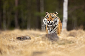 Siberian tiger is a Panthera tigris tigris population in the Russian Far East and Northeast China...