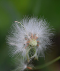 Close up shot of grass flower