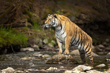 Fototapeta na wymiar Siberian tiger is a Panthera tigris tigris population in the Russian Far East and Northeast China and possibly North Korea