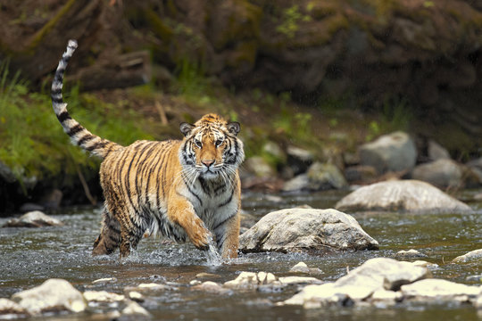 Siberian tiger is a Panthera tigris tigris population in the Russian Far East and Northeast China and possibly North Korea