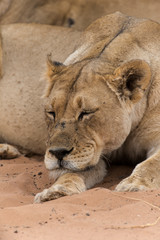 Naklejka na ściany i meble Lion, lionne, Panthera leo, Parc national du Kalahari, Afrique du Sud