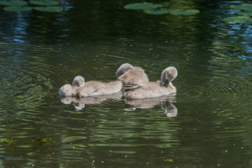 Juvenile Mute Swan at Drottningholm island,  Stockholm, Sweden