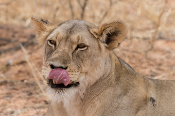 Lion, lionne, Panthera leo, Parc national du Kalahari, Afrique du Sud