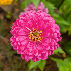 Zinnia flowers are in full blooming