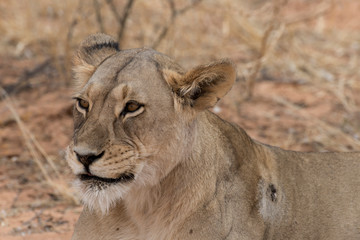 Lion, lionne, Panthera leo, Parc national du Kalahari, Afrique du Sud