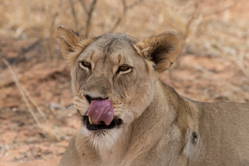 Lion, lionne, Panthera leo, Parc national du Kalahari, Afrique du Sud