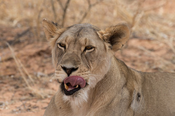 Lion, lionne, Panthera leo, Parc national du Kalahari, Afrique du Sud