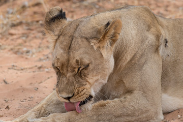 Lion, lionne, Panthera leo, Parc national du Kalahari, Afrique du Sud