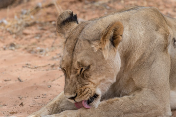 Lion, lionne, Panthera leo, Parc national du Kalahari, Afrique du Sud