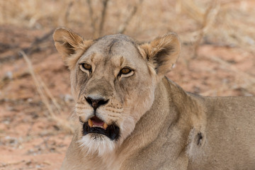 Lion, lionne, Panthera leo, Parc national du Kalahari, Afrique du Sud