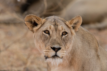 Fototapeta na wymiar Lion, lionne, Panthera leo, Parc national du Kalahari, Afrique du Sud