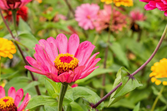 Zinnia flowers are in full blooming