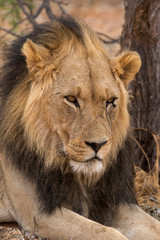 Obraz na płótnie Canvas Lion, Panthera leo, Parc national du Kalahari, Afrique du Sud